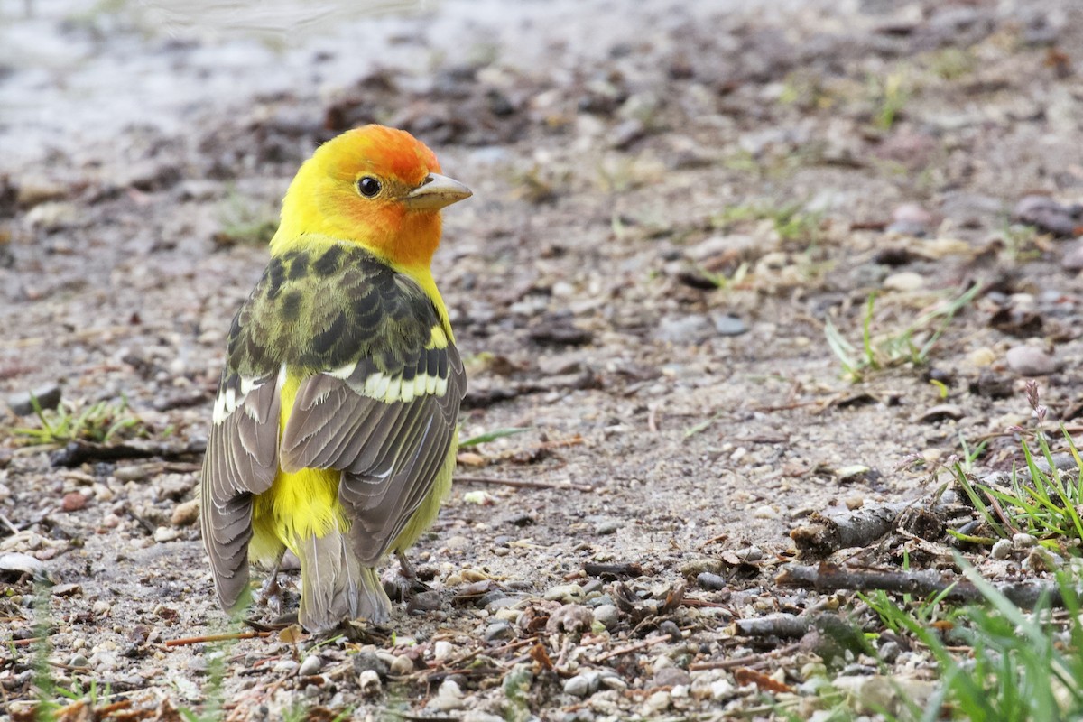 Western Tanager - ML155614901