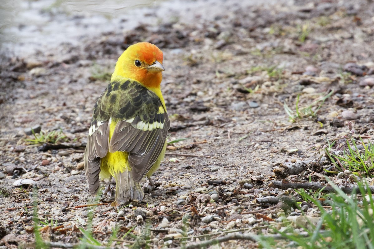 Western Tanager - Stan Lilley