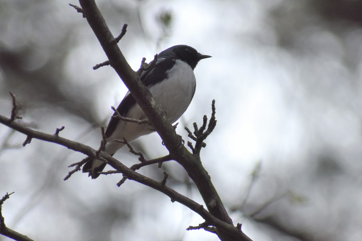Black-throated Blue Warbler - ML155615511