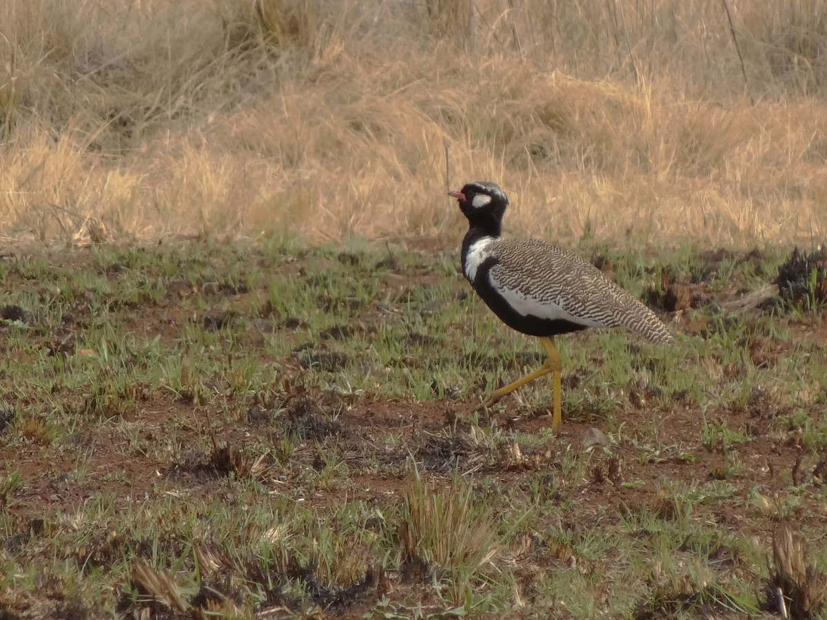 Weißflügeltrappe - ML155615901