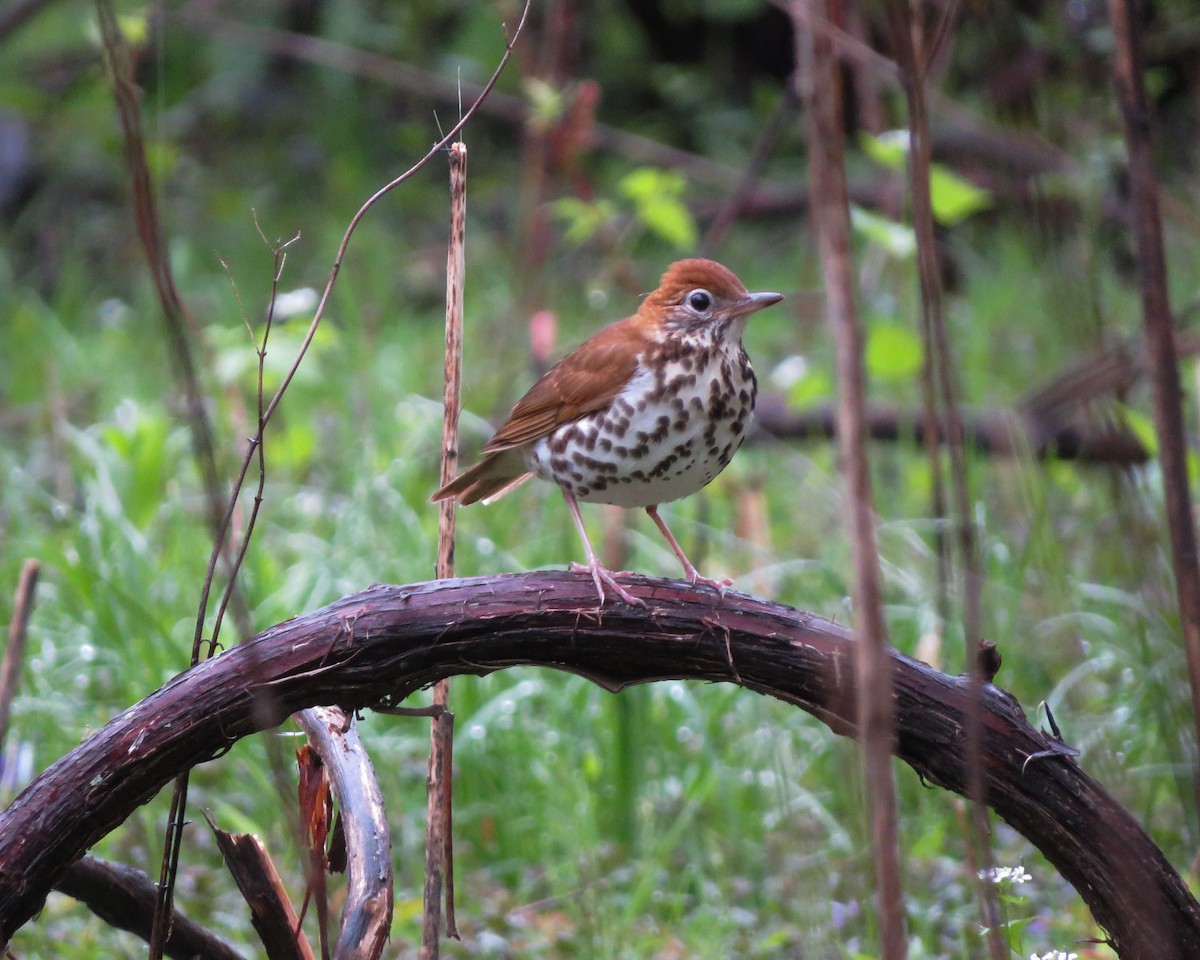 Wood Thrush - ML155616061