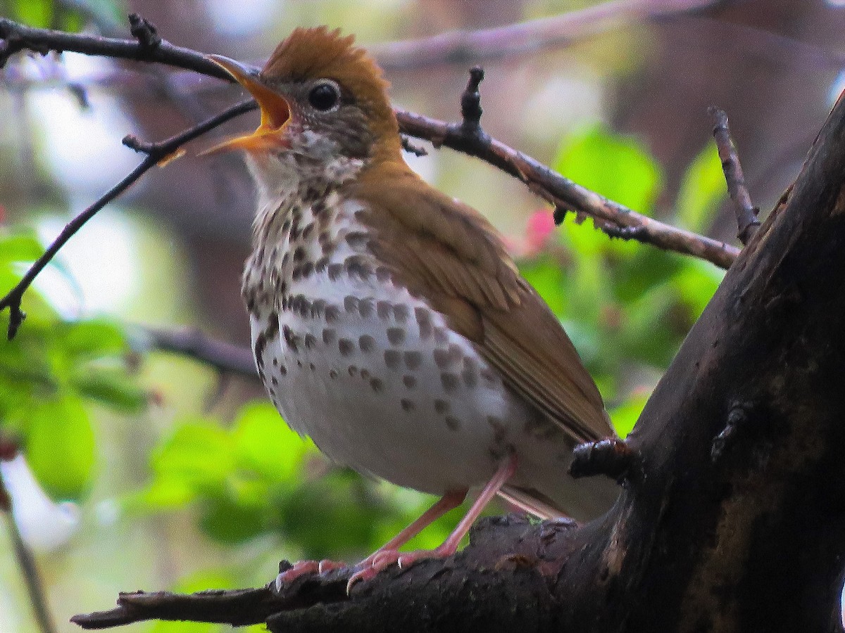 Wood Thrush - ML155616071