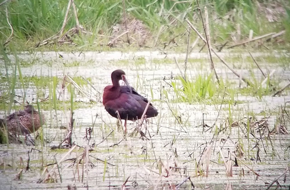 White-faced Ibis - ML155617041