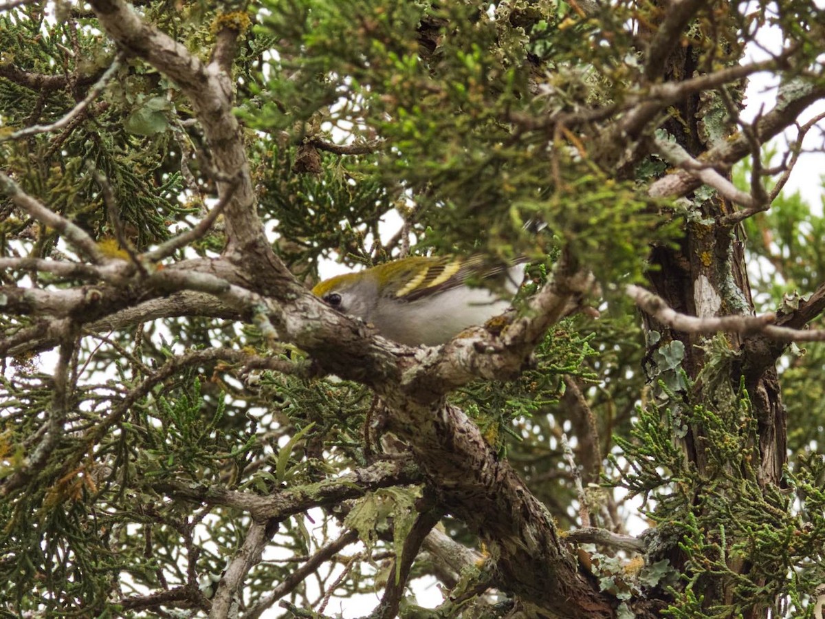 Chestnut-sided Warbler - ML155617811