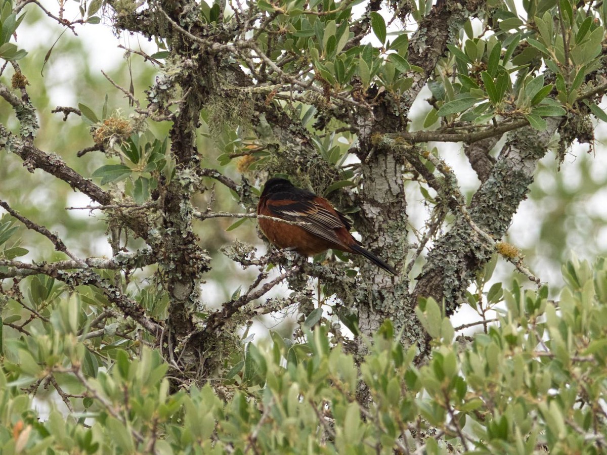 Orchard Oriole - ML155617931