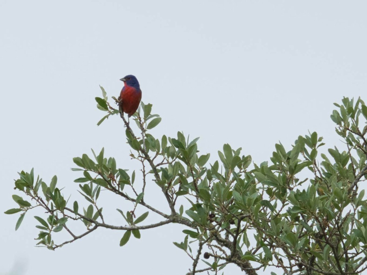 Painted Bunting - ML155617971