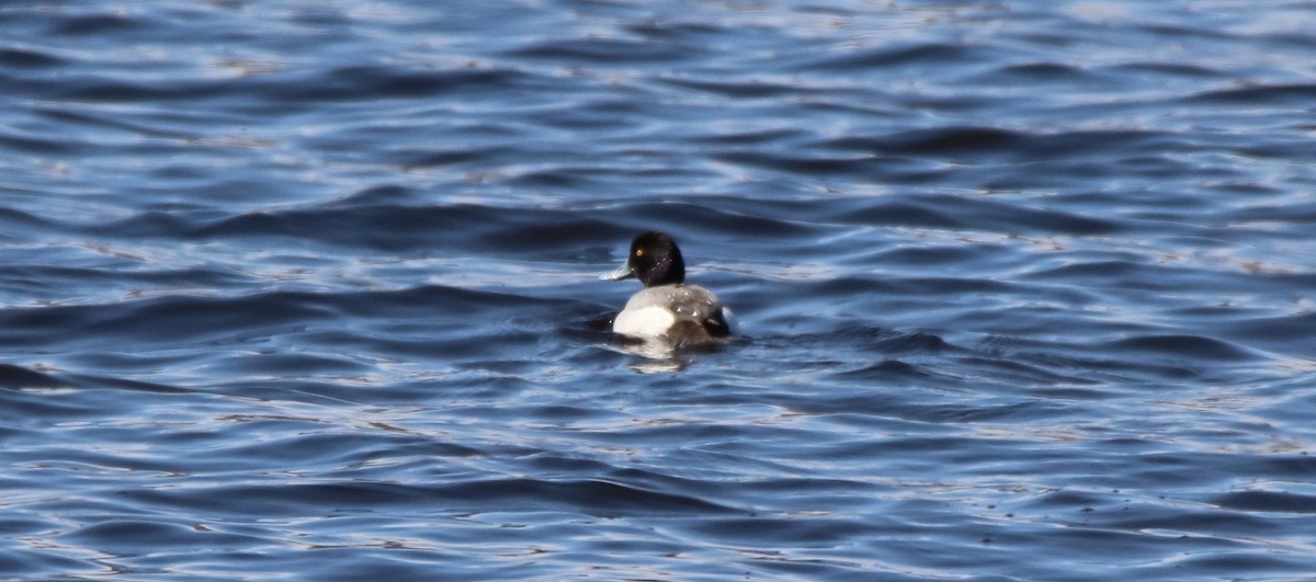 Greater Scaup - ML155618011