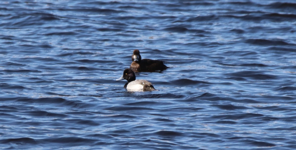 Greater Scaup - ML155618021
