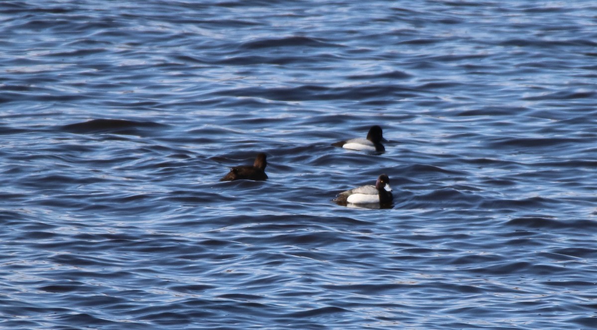 Greater Scaup - ML155618031
