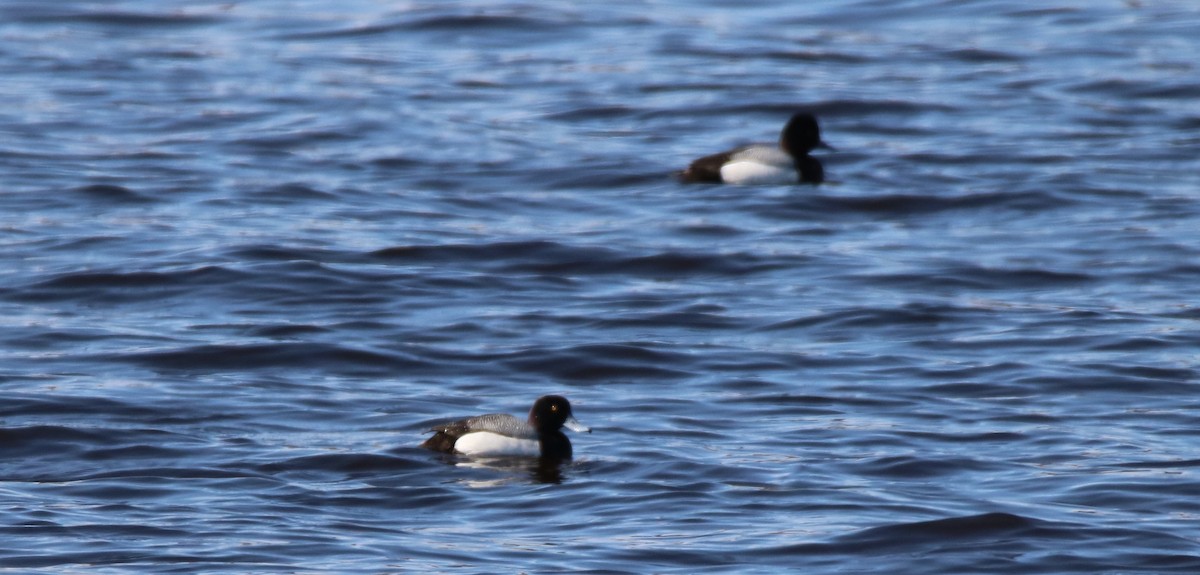 Greater Scaup - ML155618041