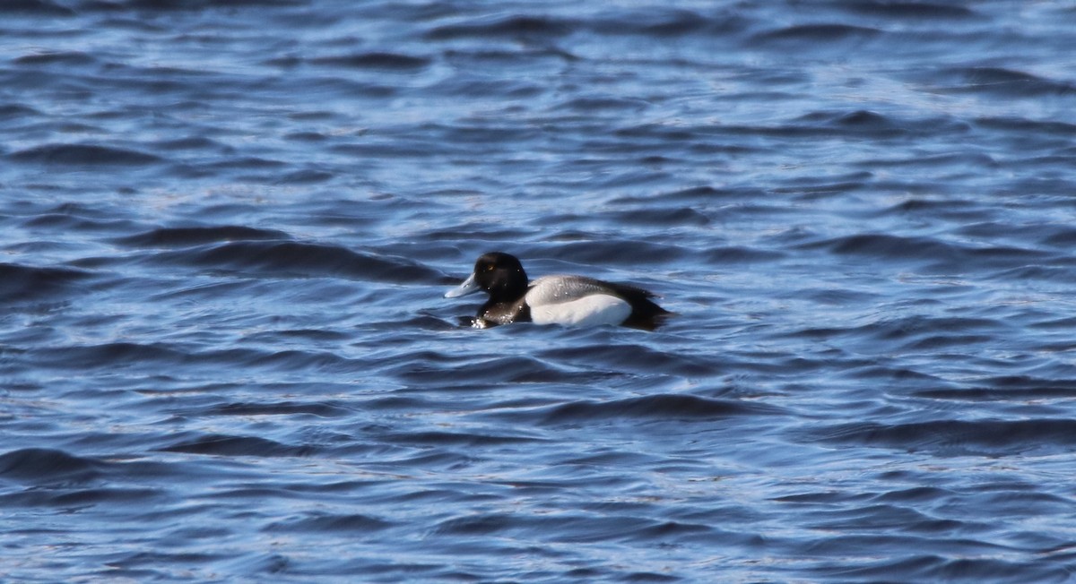 Greater Scaup - ML155618051