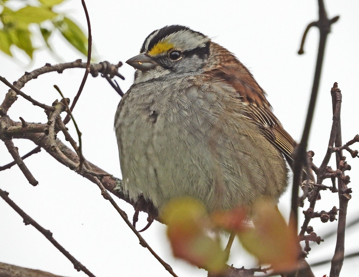 White-throated Sparrow - ML155618241