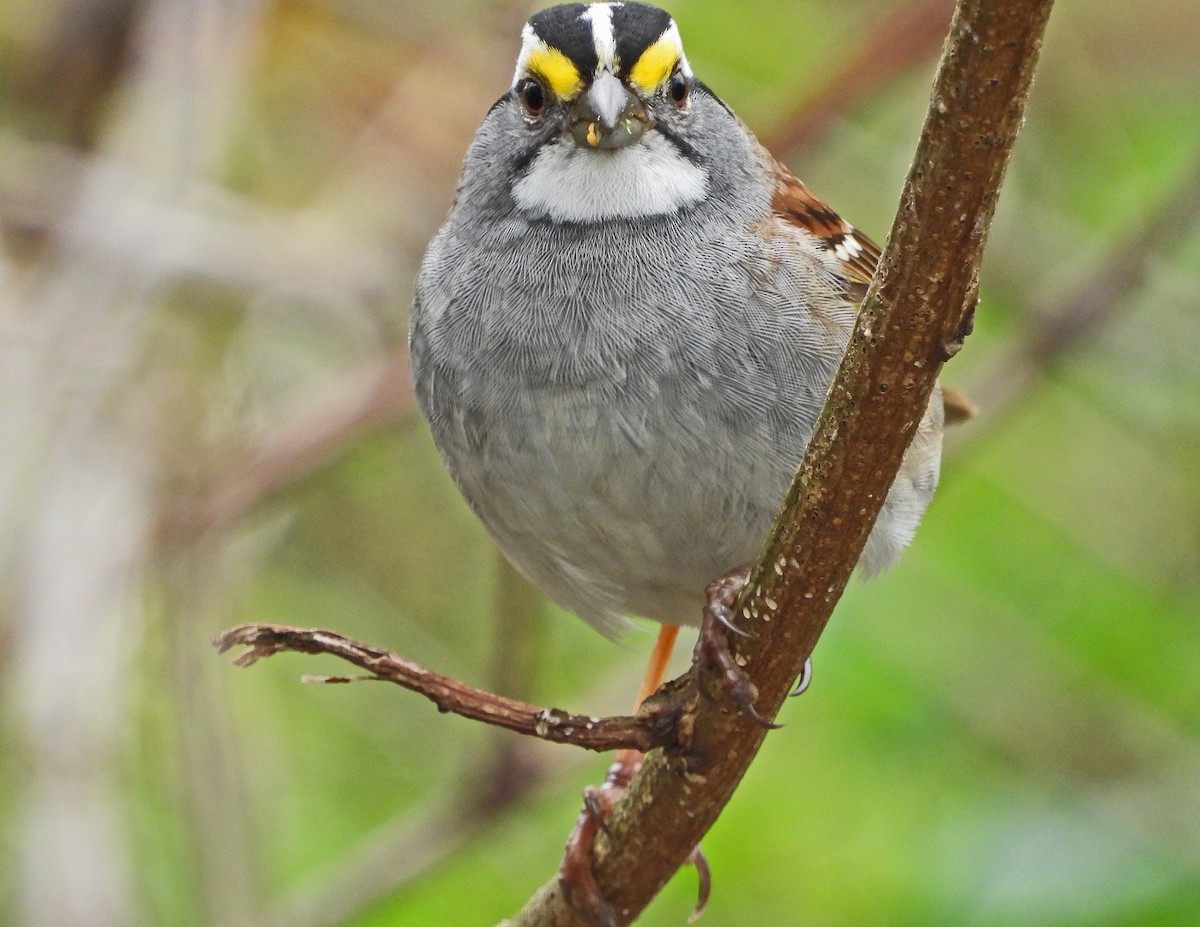 White-throated Sparrow - ML155618621