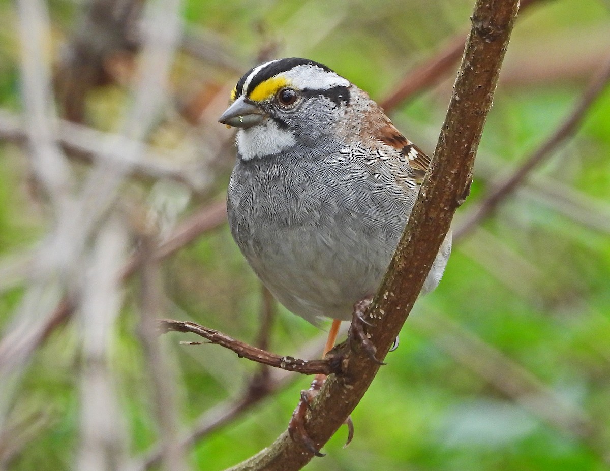 White-throated Sparrow - ML155618681