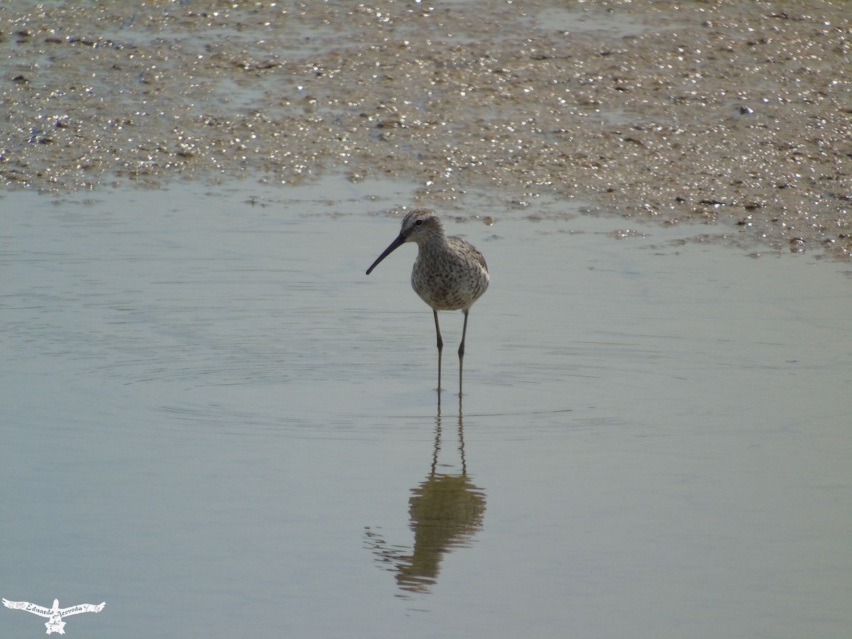 Stilt Sandpiper - ML155618781