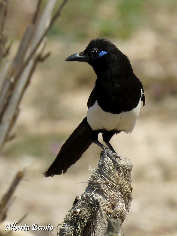 Maghreb Magpie - Alberto Benito