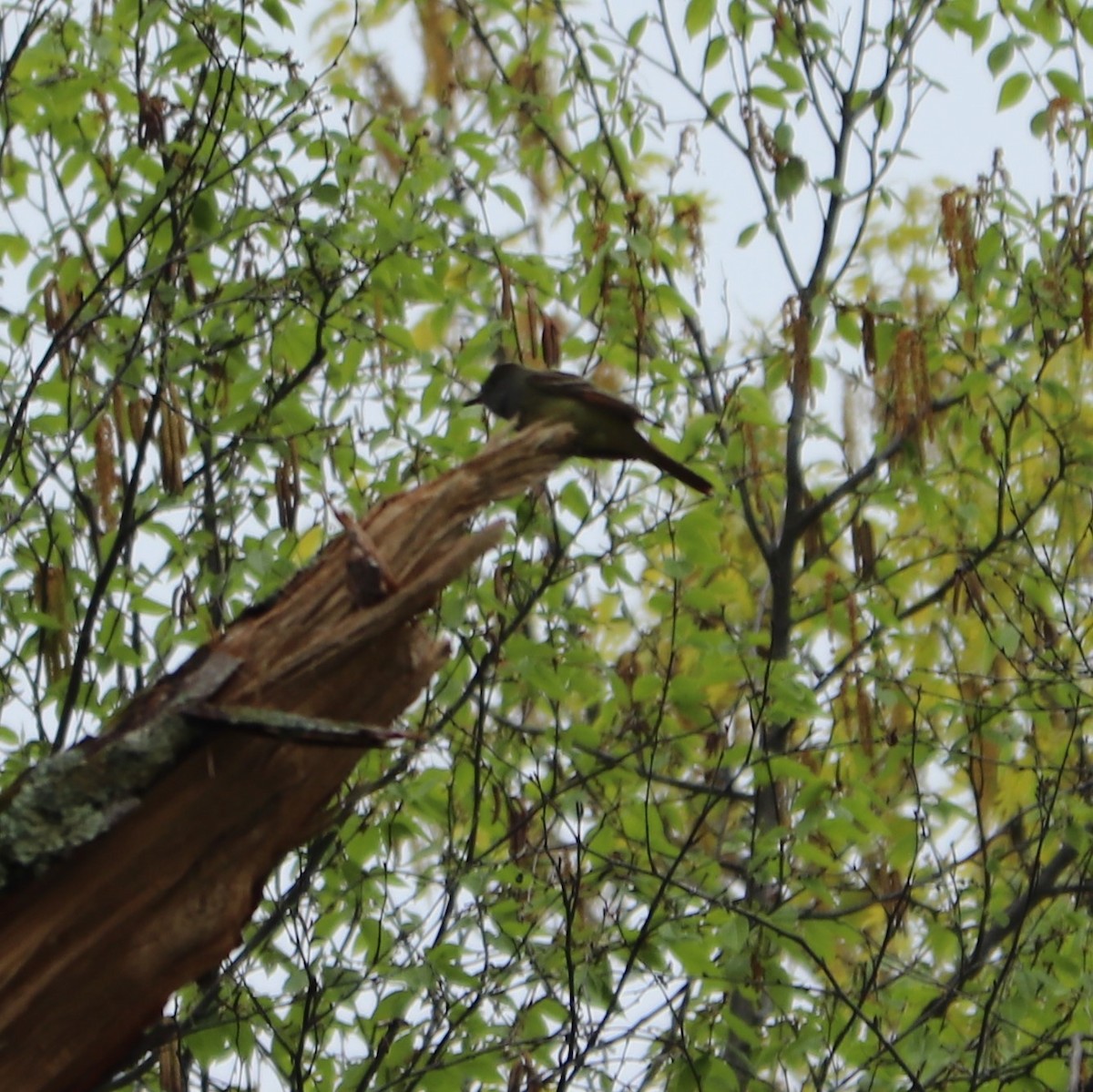 Great Crested Flycatcher - ML155621251
