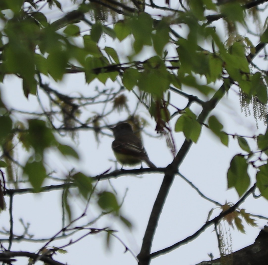 Great Crested Flycatcher - ML155621321