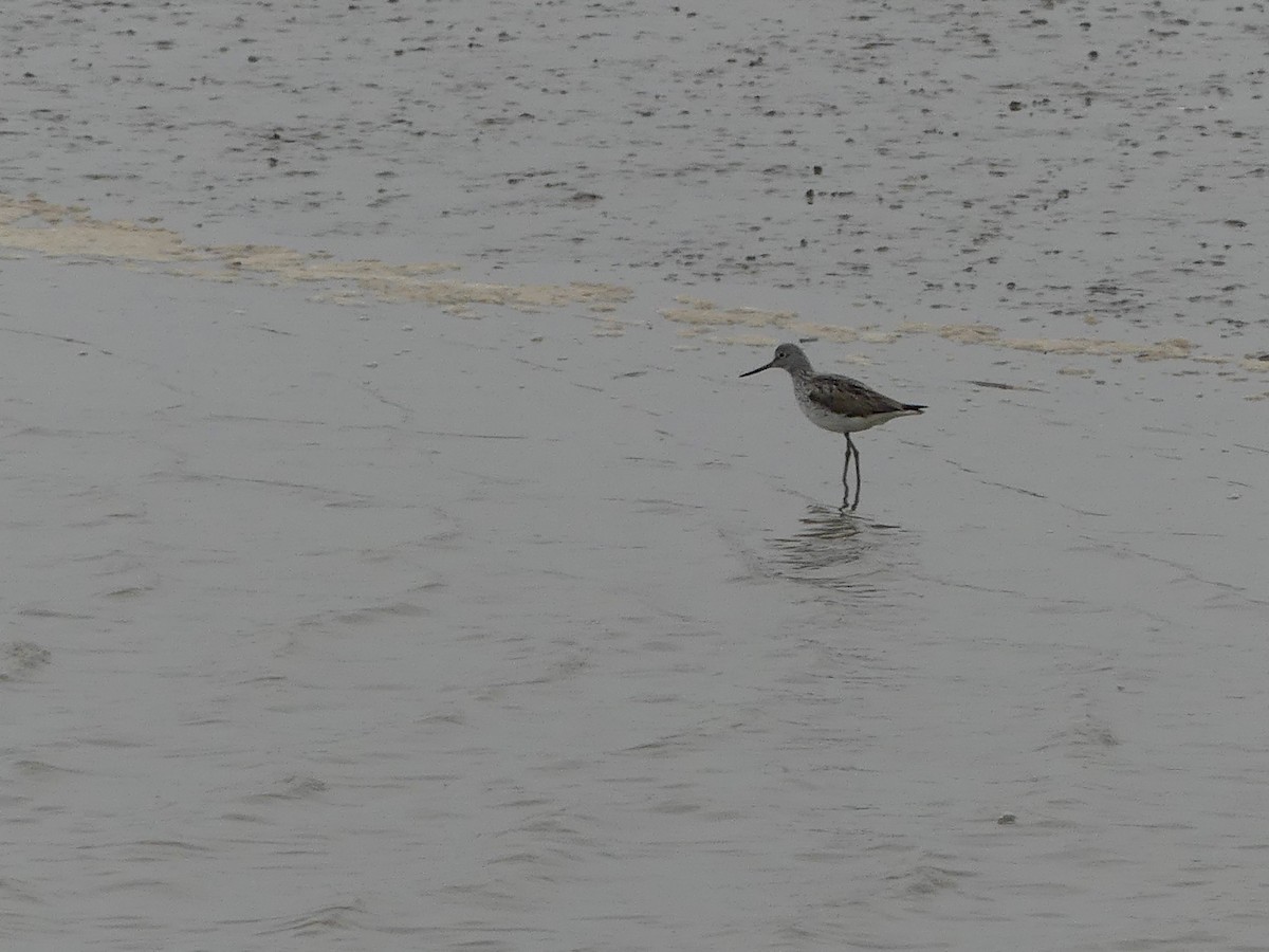 Common Greenshank - ML155622811