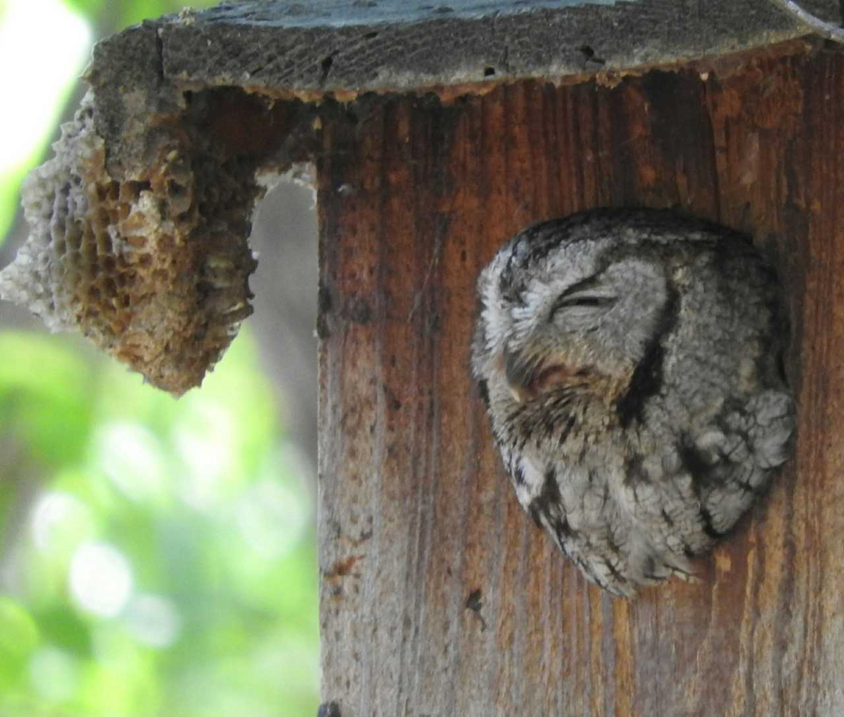 Western Screech-Owl - ML155623381