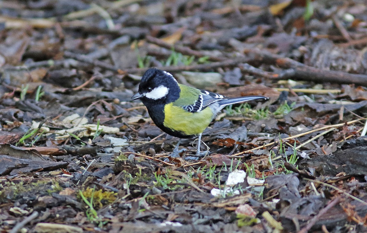 Green-backed Tit - ML155624611
