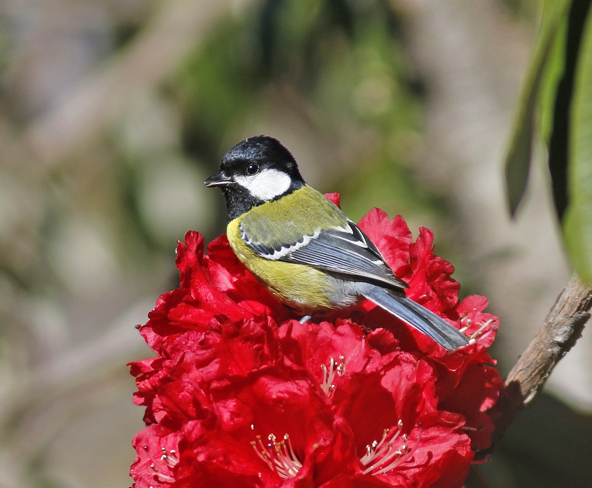 Green-backed Tit - ML155624621