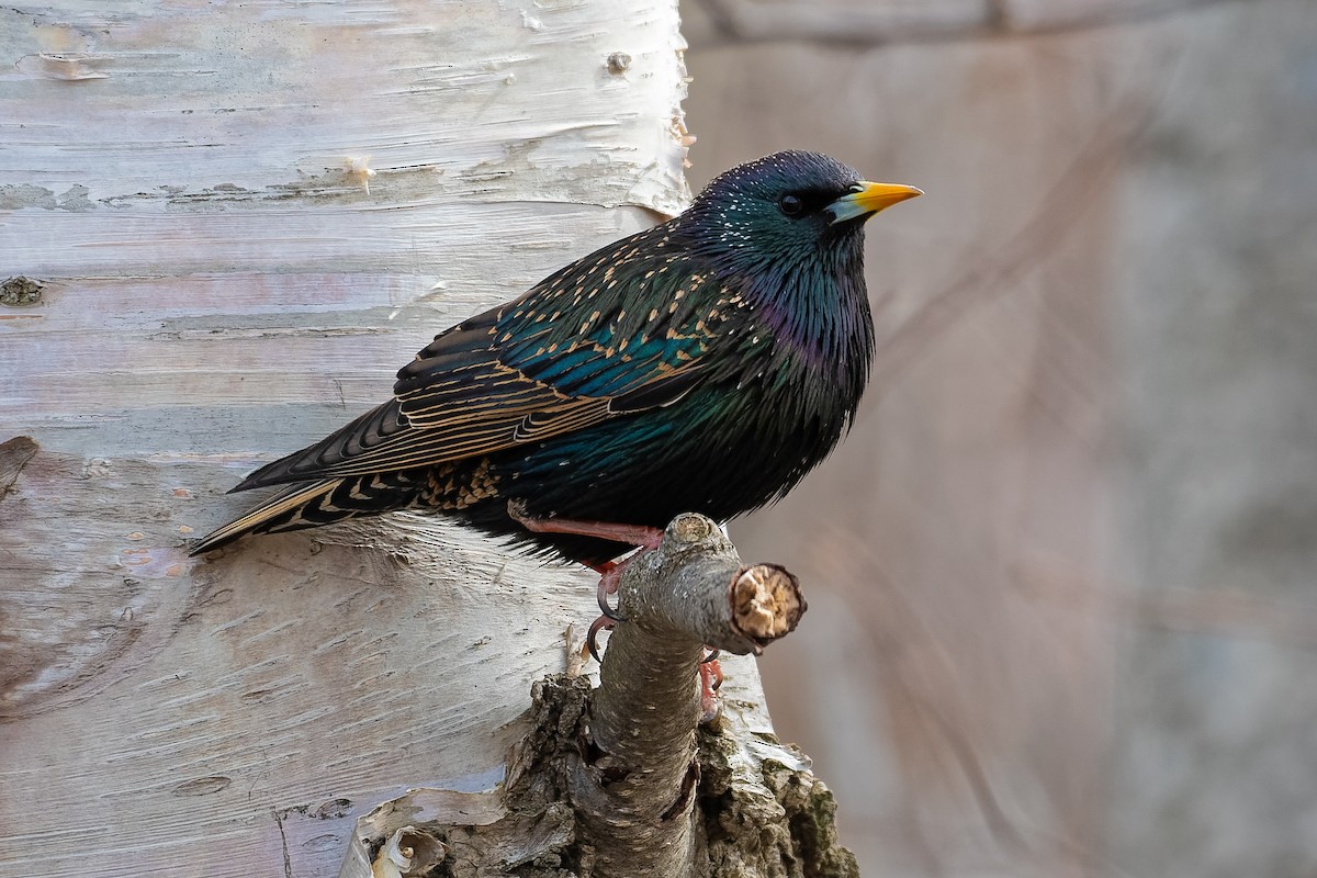 European Starling - Don Danko