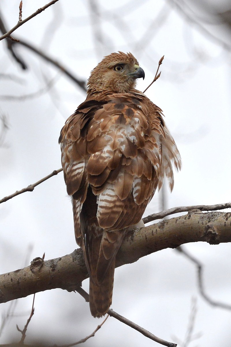 Red-tailed Hawk - ML155625781