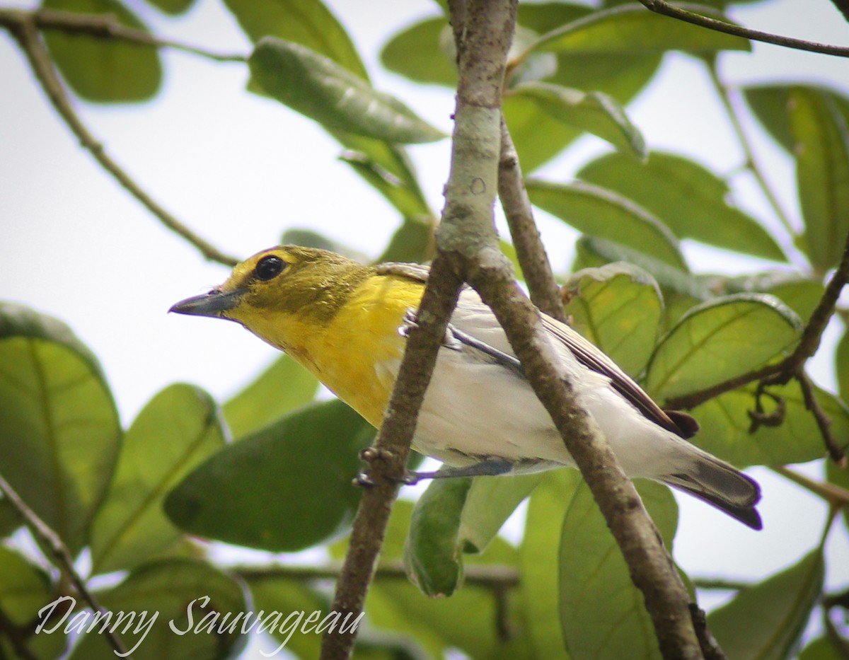 gulbrystvireo - ML155625841