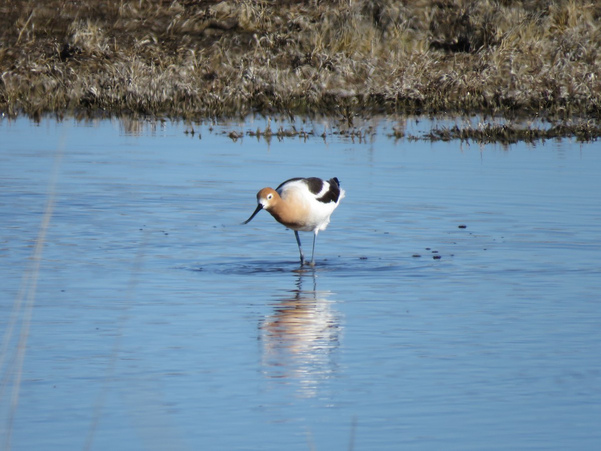 American Avocet - ML155626501