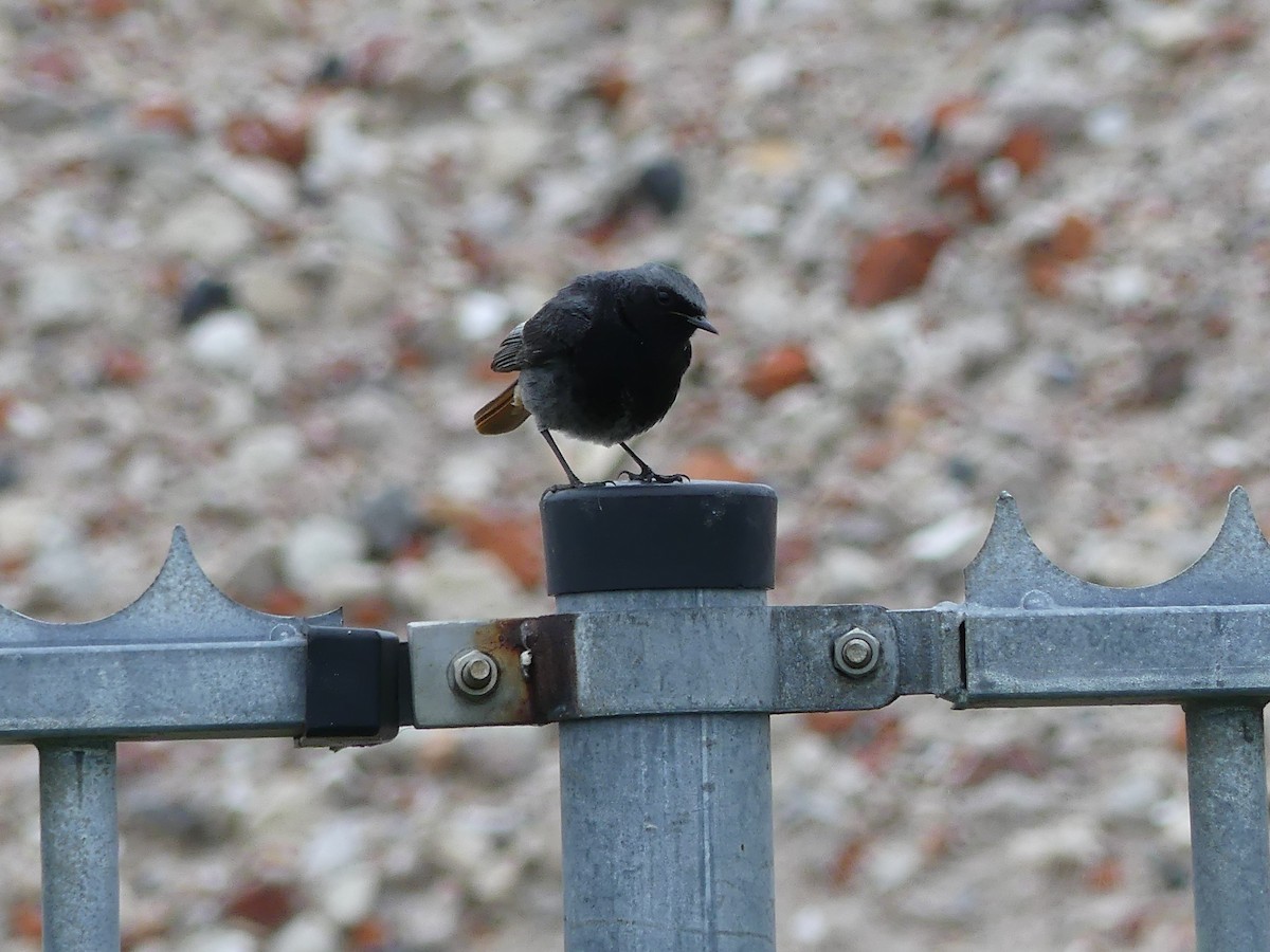 Black Redstart (Western) - ML155627431