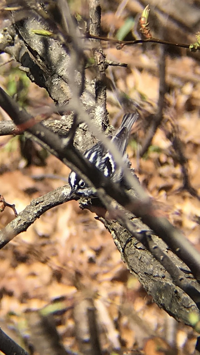 Reinita Trepadora - ML155627521