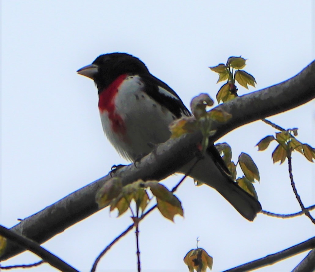 Rose-breasted Grosbeak - ML155628161