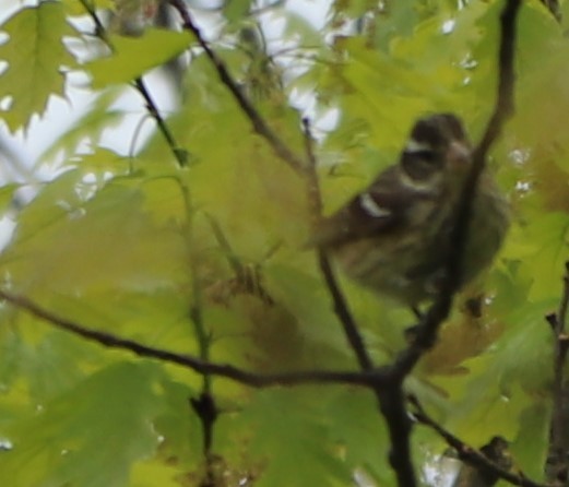 Rose-breasted Grosbeak - valerie heemstra