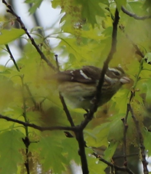 Rose-breasted Grosbeak - ML155628391