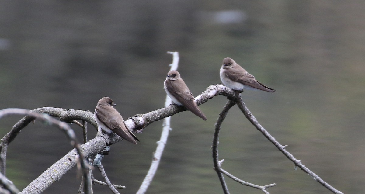 Northern Rough-winged Swallow - ML155629611