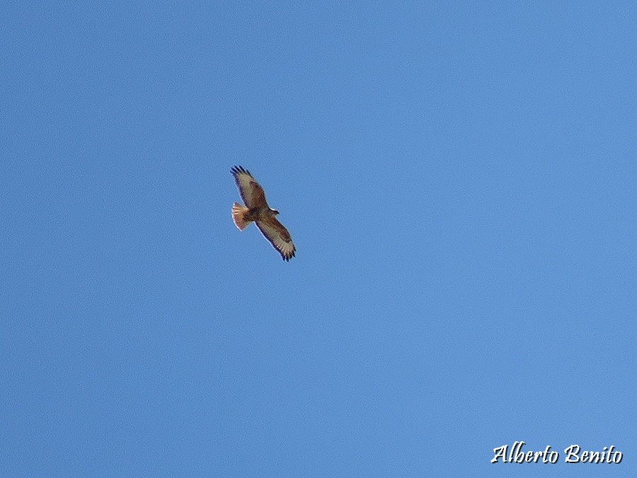 Long-legged Buzzard - Alberto Benito