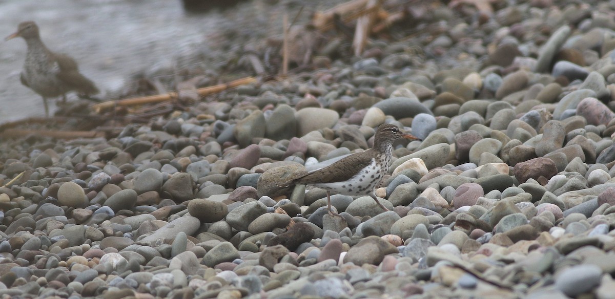 Spotted Sandpiper - Matthew Brown