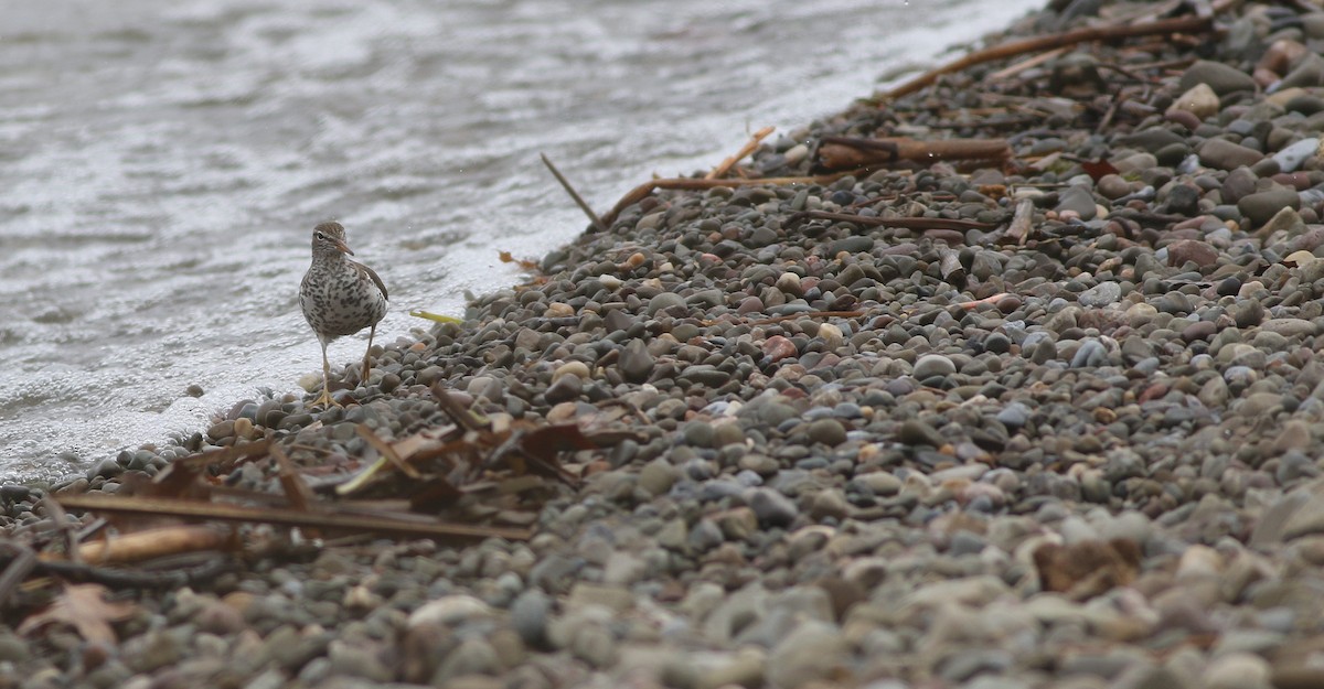 Spotted Sandpiper - Matthew Brown