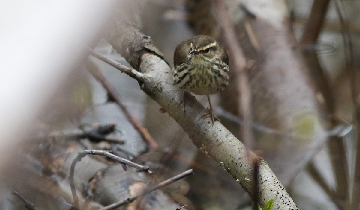 Northern Waterthrush - Matthew Brown