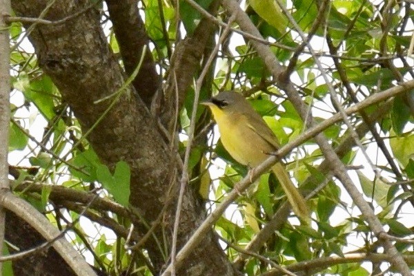 Gray-crowned Yellowthroat - ML155634951