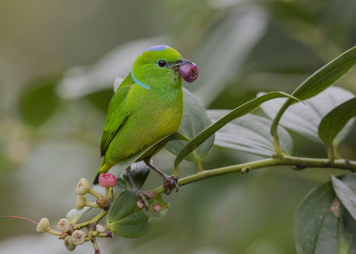 Golden-browed Chlorophonia - ML155636561