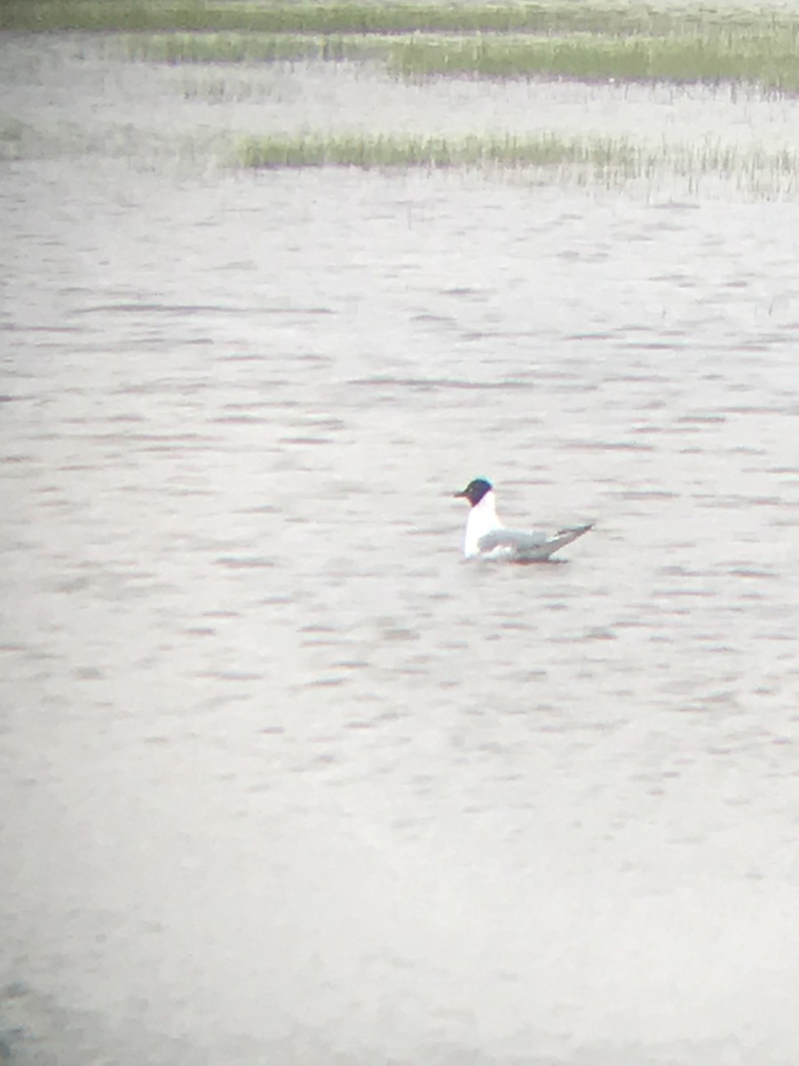 Bonaparte's Gull - ML155636751