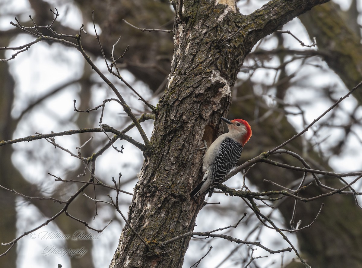 Red-bellied Woodpecker - William Rideout