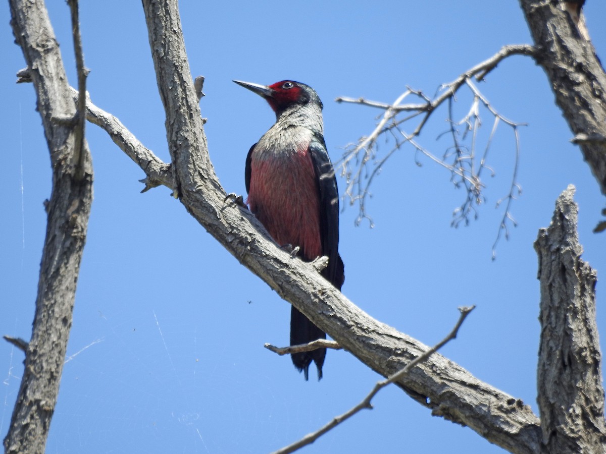 Lewis's Woodpecker - ML155639791