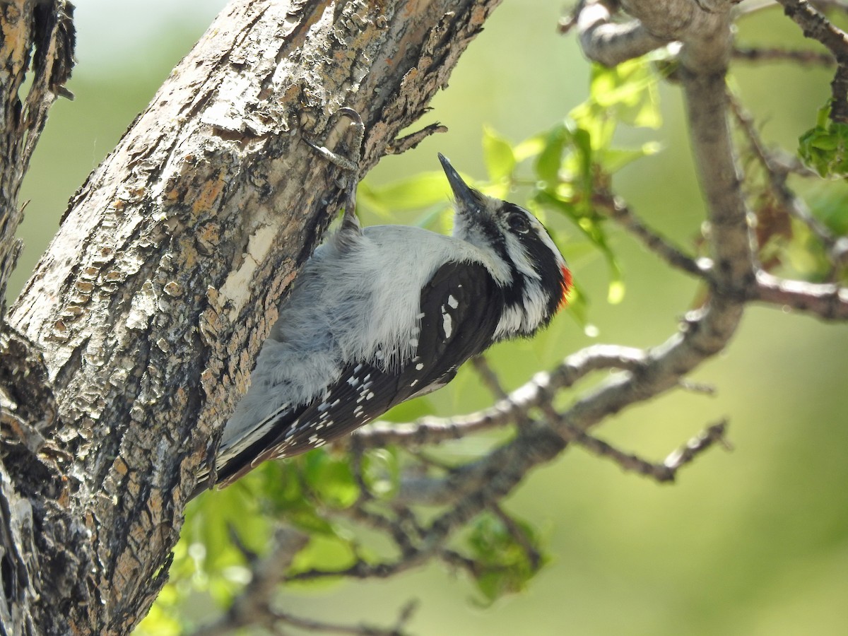 Downy Woodpecker - ML155640101