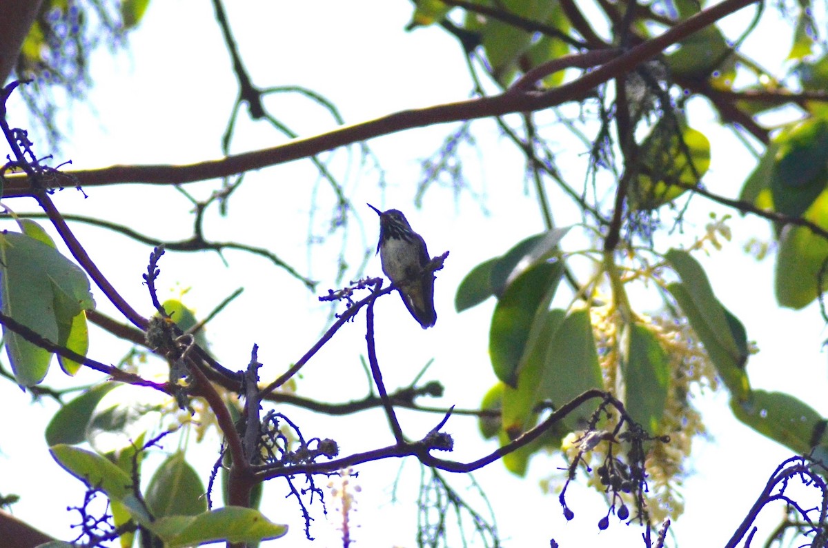 Calliope Hummingbird - ML155640121