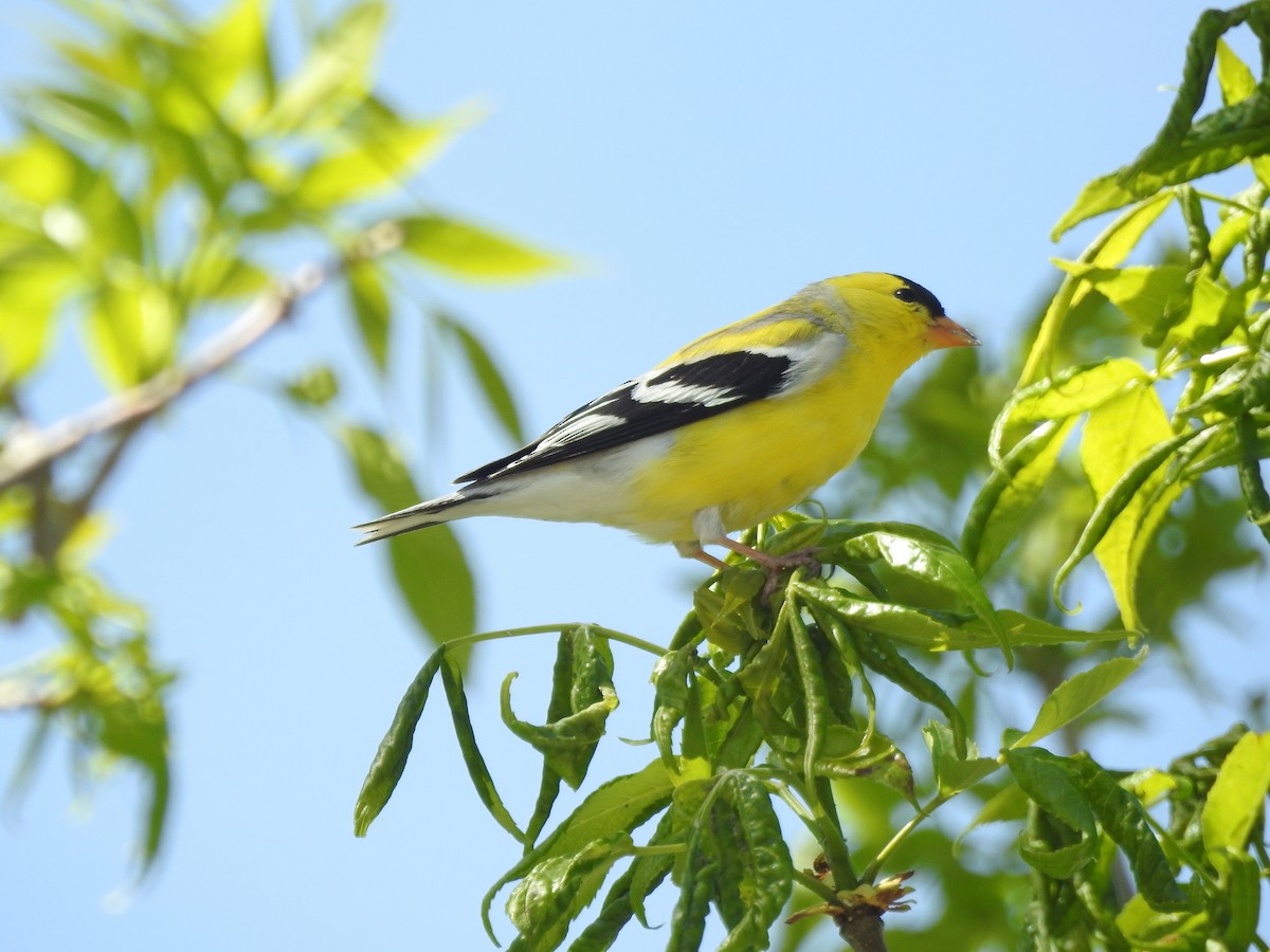 American Goldfinch - Mary Rumple