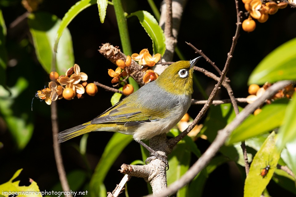 Silvereye - Imogen Warren