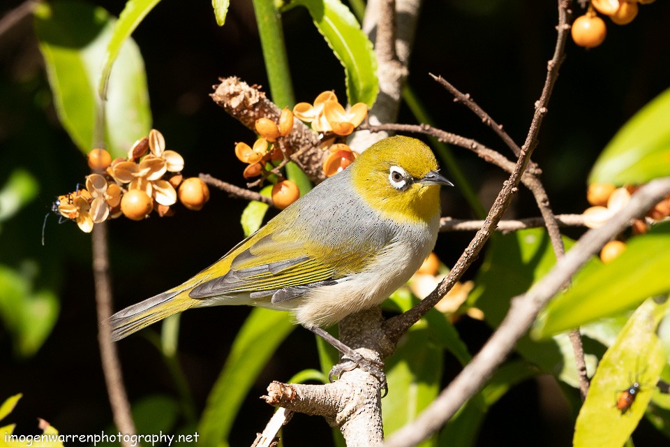 Graumantel-Brillenvogel - ML155643831